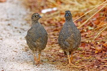 Rotschnabelfrankoline