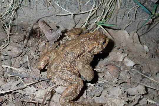 Ugly toad photographed at night on forest ground. Common toad (Bufo bufo) - detailed close-up of a native European amphibian, suitable for science, education, wildlife and environmental topics or dark