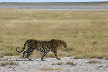 Leopard (panthera pardus) im Etoscha Nationalpark in Namibia