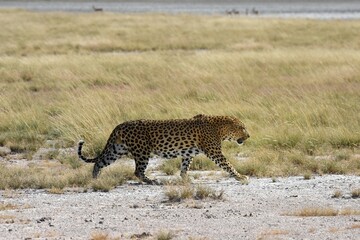 Leopard (panthera pardus) im Etoscha Nationalpark in Namibia