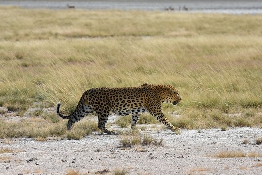 Leopard (panthera pardus) im Etoscha Nationalpark in Namibia