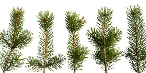 Realistic Hanging & Angled Pine Branches Transparent Set