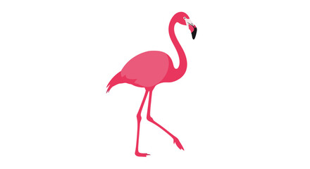 Fototapeta premium Pink flamingo gracefully walking isolated against a clean white background image