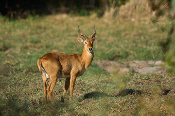 Naklejka premium Male Puku (Kobus vardoni) in South Luangwa National Park, Zambia