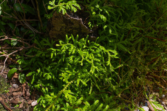 Bright green sprawling Krauss's clubmoss bush in a tropical forest in Thailand