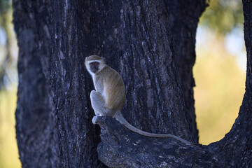 Obraz premium Vervet monkey (Chlorocebus pygerythrus) in South Luangwa National Park, Zambia