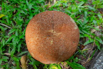 Round Cannonball Tree fruit covered with brown skin lying on the grass 