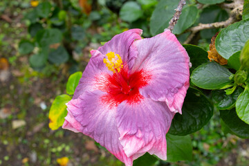 Macro shot of a Purple Hibiscus bud with a bright red center and yellow stamen 