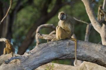 Obraz premium Yellow Baboon (Papio cynocephalus) sitting in a tree in South Luangwa National Park, Zambia