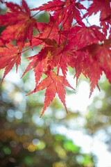 紅葉したもみじ