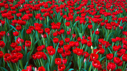 field of blooming red tulip flowers in the garden in spring. Beautiful natural floral background