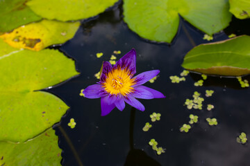 A bright purple Nymphaea caerulea bud with a yellow center on the surface of a pond covered with green duckweed