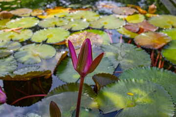 An unopened pink water lily bud on the surface of a pond on round leaves