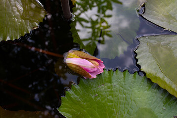 An unopened pink lotus bud is almost completely submerged in the water of a forest pond, the surface of which reflects the sky