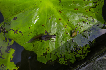 Partially damaged green water lily leaf in pond water with pond snail on the surface