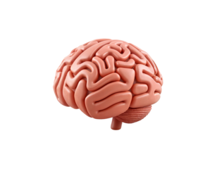 Detailed 3D Render of the Human Brain