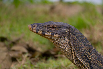 Obraz premium Portrait of an Asian water monitor's head on green grass