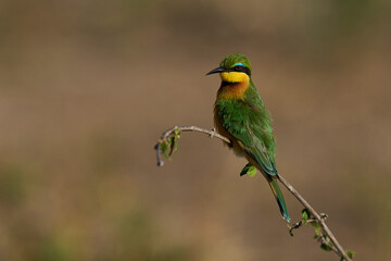 Obraz premium Little Bee-eater (Merops pusillus) perched on a twig hunting insects in South Luangwa National Park, Zambia