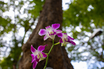 Small purple and white Thai Orchid buds on a single branch in the garden