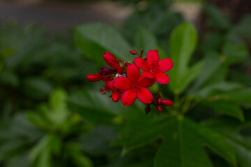 A cluster of bright red small flowers of Spicy Jatropha on a green branch