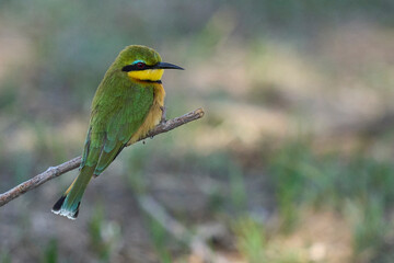 Obraz premium Little Bee-eater (Merops pusillus) perched on a twig hunting insects in South Luangwa National Park, Zambia