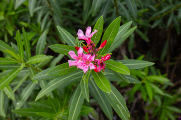 A green bush with bright pink nerium oleander flowers on a sunny day in a summer park
