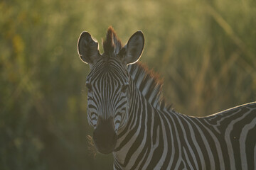 Fototapeta premium Crawshay's zebra (Equus quagga crawshayi) in South Luangwa National Park, Zambia