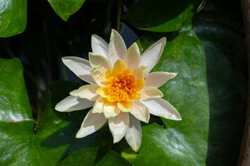 Creamy Fragrant Water-lily flower with a yellow center above the surface of the pond water