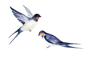 watercolor set of swallow bird, realistic image elegant for nature expired design, springtime, hand drawn flying animal illustration, spring Easter avian theme, beautiful graceful bird, wildlife
