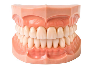 Obraz premium Dental X-Ray Image Showing Teeth and Jaw Structure