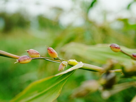 A close up of  a brach of Job's Tears with a blurry green background