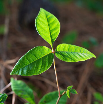 Three poison ivy leaves backlit in a dark forest