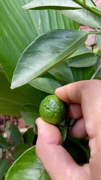 A woman picks green lime from a branch. Limes are a rich source of vitamin C, are sour, and are often used to accent the flavours of foods and beverages.