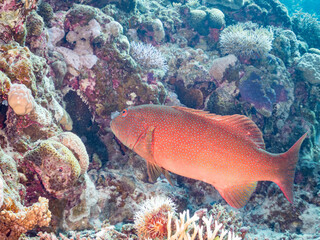 捕食するために狙っている。
スジアラ, ハタ科,
Red-spotted rockcod, Blue spotted grouper, Plectropomus leopardus, 
美しいサンゴ礁と熱帯魚の群れ。
安慶名敷島沖縄県
島尻郡慶良間諸島座間味島-2025
沖縄本島から40km西方の諸島。30以上の島嶼群全体が国立公園に指定。珊瑚礁の青い海と白い砂浜は世界屈指の美。貴重な動植物が多数