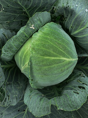 White cabbage