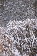 fresh snow on plants