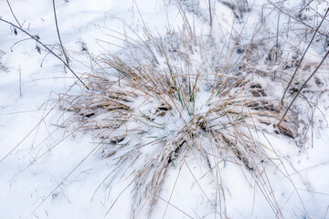 grass bunch under snow