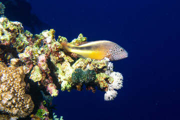 Gefleckter Korallenw&auml;chter (Paracirrhites forsteri)