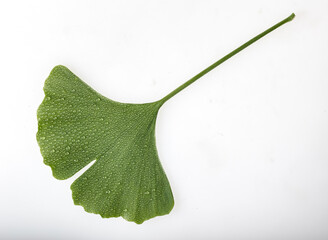 Ein gr&uuml;nes Ginkgoblatt mit Wassertropfen auf wei&szlig;em Hintergrund.