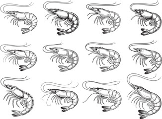 Shrimp Clipart SVG