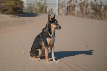 Stray dog sitting on the sand