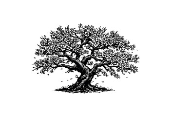 Fototapeta premium A beautifully detailed black and white illustration of a blooming cherry blossom tree with intricate branches and delicate flowers, set against a clean white background.