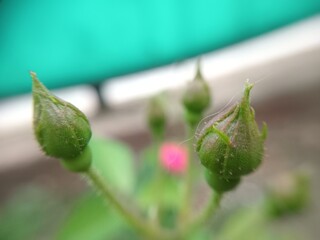 Macro close up of fresh green rose buds before blooming, with soft natural light and blurred background, symbolizing growth, anticipation, and natural beauty.