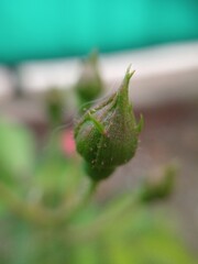 Macro close up of fresh green rose buds before blooming, with soft natural light and blurred background, symbolizing growth, anticipation, and natural beauty.