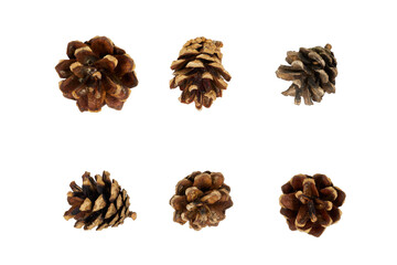 Obraz premium set of tiny pine cones isolated on white or transparent png