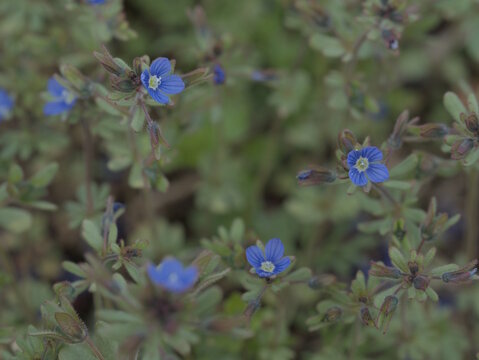 Veronika dubravnaya, wildflower, blue wildflower, flowers, beauty, plant life.