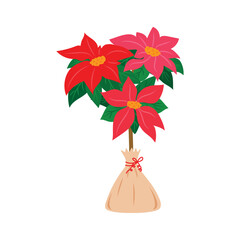 A poinsettia flower in a pot on an isolated white background. Vector of a Christmas flower.