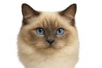 Birman cat headshot looking forward with stunning blue eyes, cute fluffy feline on transparent background