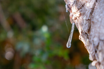 Mastic gum tear on the mastic tree branch closeup. Chios lentiscus cultivation and mastiha resin drop