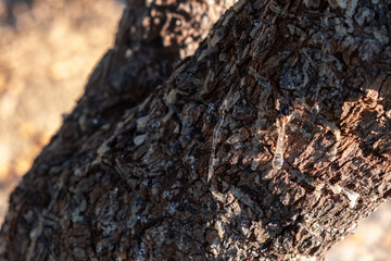 Mastic gum tear on the mastic tree branch closeup. Chios lentiscus cultivation and mastiha resin drop